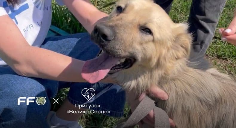 Help for the Big Heart dog shelter